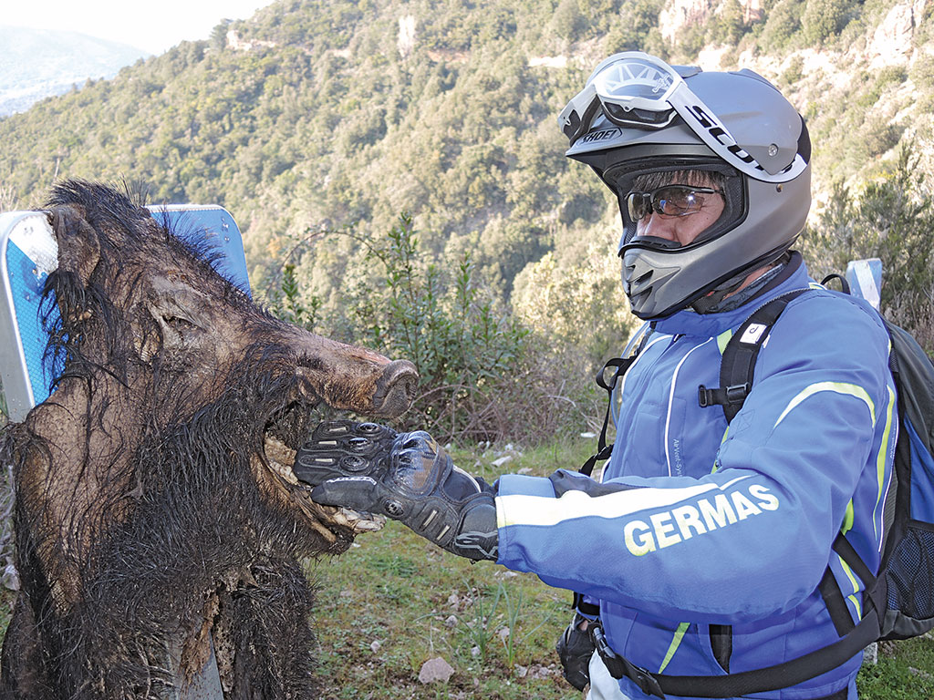 Endurotour Korsika totes Schwein