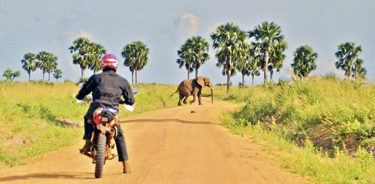 Begegnung mit Elefanten