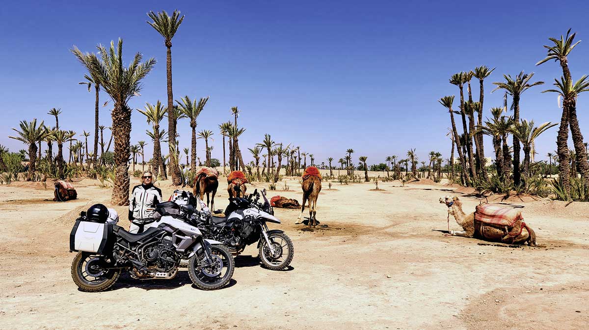 Kamele, Palmen, Sand - Marokko ist so ganz anders als Bremen